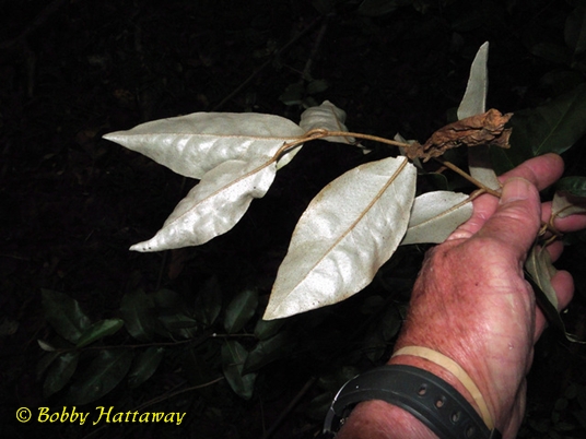 {Elaeagnus pungens}